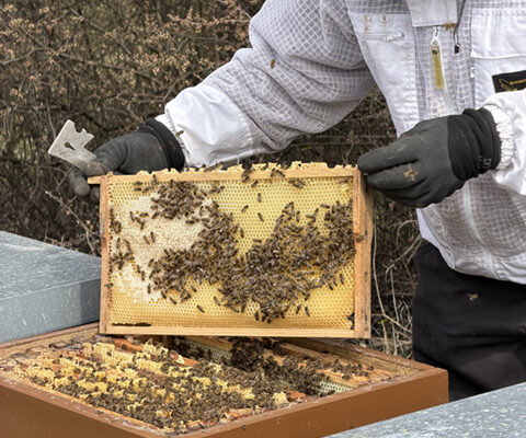 ankunft_He-Bees-8-sm Bild zeigt eine geöffnete, sogenannte Beute mit unzähligen Bienen. Der Imker hält einen herausgenommenen Rahmen mit Waben und Bienen daran hoch.